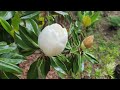 Magnolia grandiflora cv. Little Gem