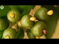 How Farmers Harvest Lemons | Processing Lemons in a Factory | AgricultureTechnology #32.