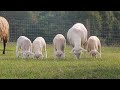 The sheep at pasture