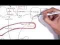 Haematology - Red Blood Cell Life Cycle