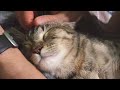 Happy kitten Mint purrs loud