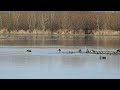 Pile Of Birds On An Island #wildlife #animallover