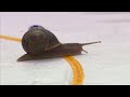 THUNDERSNAIL