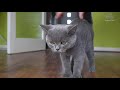 Blue British Shorthair Cats