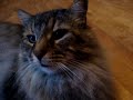 maine coon cat talks