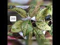 Aglaonema plants for sale/Online /8281723614