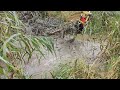 Flooded Forest Through The Excess Water In The Beaver Dam - Two Dams Removal With Excavator No.61