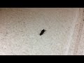 Insect Can't Get Up