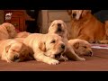 Labrador, Shih Tzu, and Golden Retriever Puppies! | Too Cute! (Full Episode)