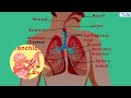 Human Respiratory System | Respiratory System Anatomy | Biology | Letstute