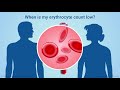 Understanding Erythropoiesis