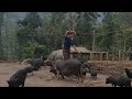 FULL VIDEO 100 days: feed pigs, farm lots of pigs, find food for pigs