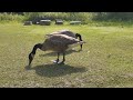 geese, duck in the meadow/ASMR/Nature Sounds