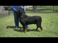 ALL ABOUT LIVING WITH ROTTWEILER DOGS
