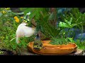 Squirrel And Bird Watching: 1 Hour Of Nature Fun For Cats - Video For Cats - CatTV Central