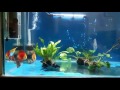 Discus fish barebottom tank, Lahore Pakistan