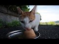 If you feed hungry and aggressive cats...  Impressed cat video.