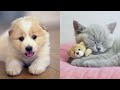 Cat People Battle Against Dog People! - WorldBox