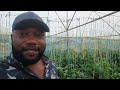How profitable is a greenhouse farm? Check this..