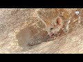 The struggle for survival in the Sahara Desert 'Fennec fox and snake