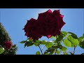 Никитский ботанический сад. Крым. (1-часть). HD