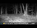 Trail Cam of Renster in NH