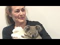 Koala Joeys, mums and more