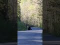Bears on my walk