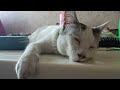 COCO STAYING INSIDE THE ROOM- Vlog#138#cat #coco