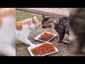 Best Funny Animals 2024 😍 Funniest Dogs and Cats 😻🐶 Part 1