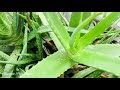 Benefits of Aloe vera plant || एल’बेराया मा बादि फुल || बेहा मा गुन दं