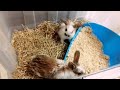 Cute baby rabbits