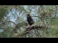 Madera County Golden Eagle Fledges