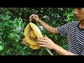 Amazing Catch A Giant Honey Bees For Food in the forest