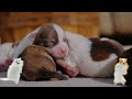 Healing Dog Music - Music For Dogs To Sleep | Separation Anxiety Music for Dog Relaxation