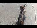 German shepherd loves the splash pad