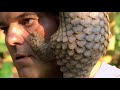 Pangolin curls up to protect itself | Wild Frank: Dragons | Animal Planet