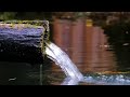 Relaxing Nature Water Sounds for Relaxation • Mindfulness, Meditation, Yoga, Deep Sleep