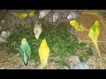 Lovebirds Enjoying Healthy Green Leaves! 🍀🍃🌿 | My Pets My Garden