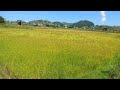 wonderful rice field