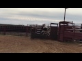 Wilfong Bucking Bulls Yearling Bulls Dec 29 2016