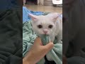 猫猫竟然在妈妈腿上光明正大的…….