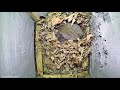 Squirrel Nest Building | My Backyard Friends