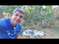 Aprenda tudo sobre uso do calcário em pomar | Faça isso urgente pata colher frutas #calcário #pomar