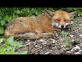 Sleeping Fox (HD)