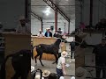 11 yr old auctioneers at Middlefield Ohio standardbred driving horse sale. May 28 2022