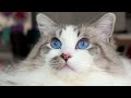 Get to Know Sir George | Sir George the Ragdoll