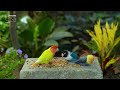 Beautiful Birds And Squirrels: Bird Watching Cat Video: 8 AMAZING HOURS