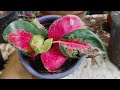 Stunning Veriety Of Aglaonema| care tips With 2months Update #aglonema