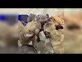 Bulldogs Are Awesome - Funny and Cute French Bulldog Compilation